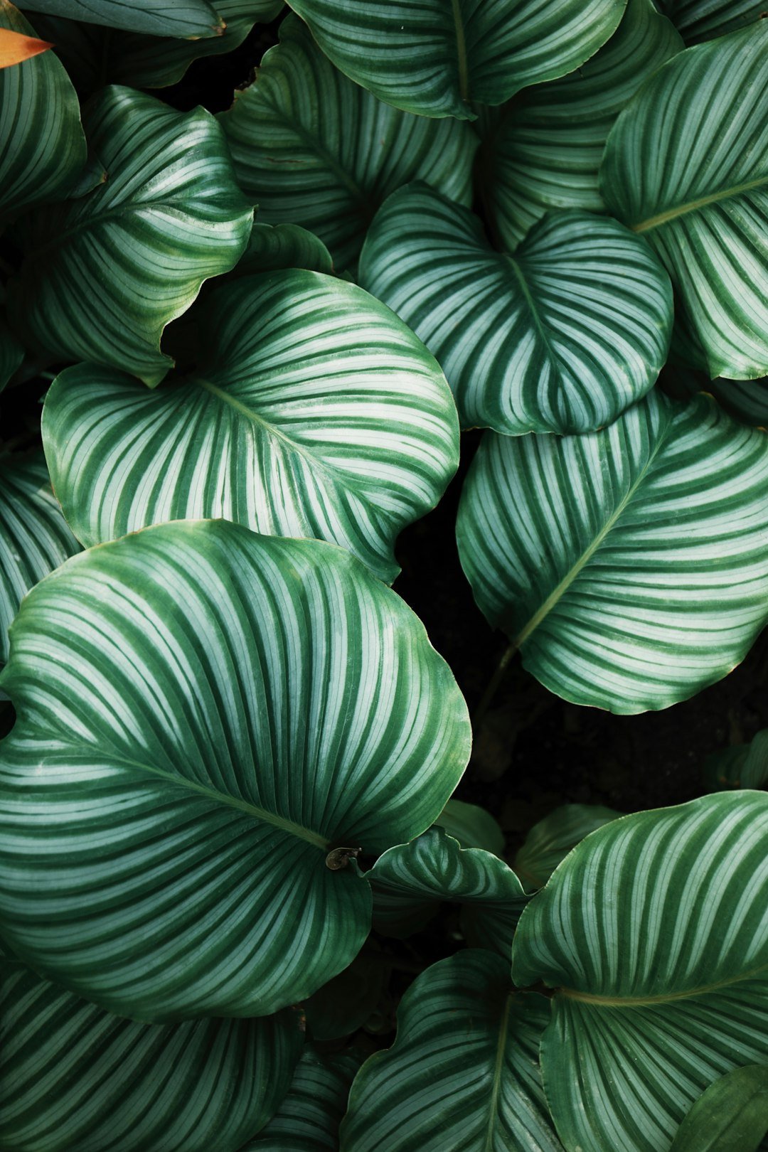 green-and-white-leafed-plants-bbiusdck8tu