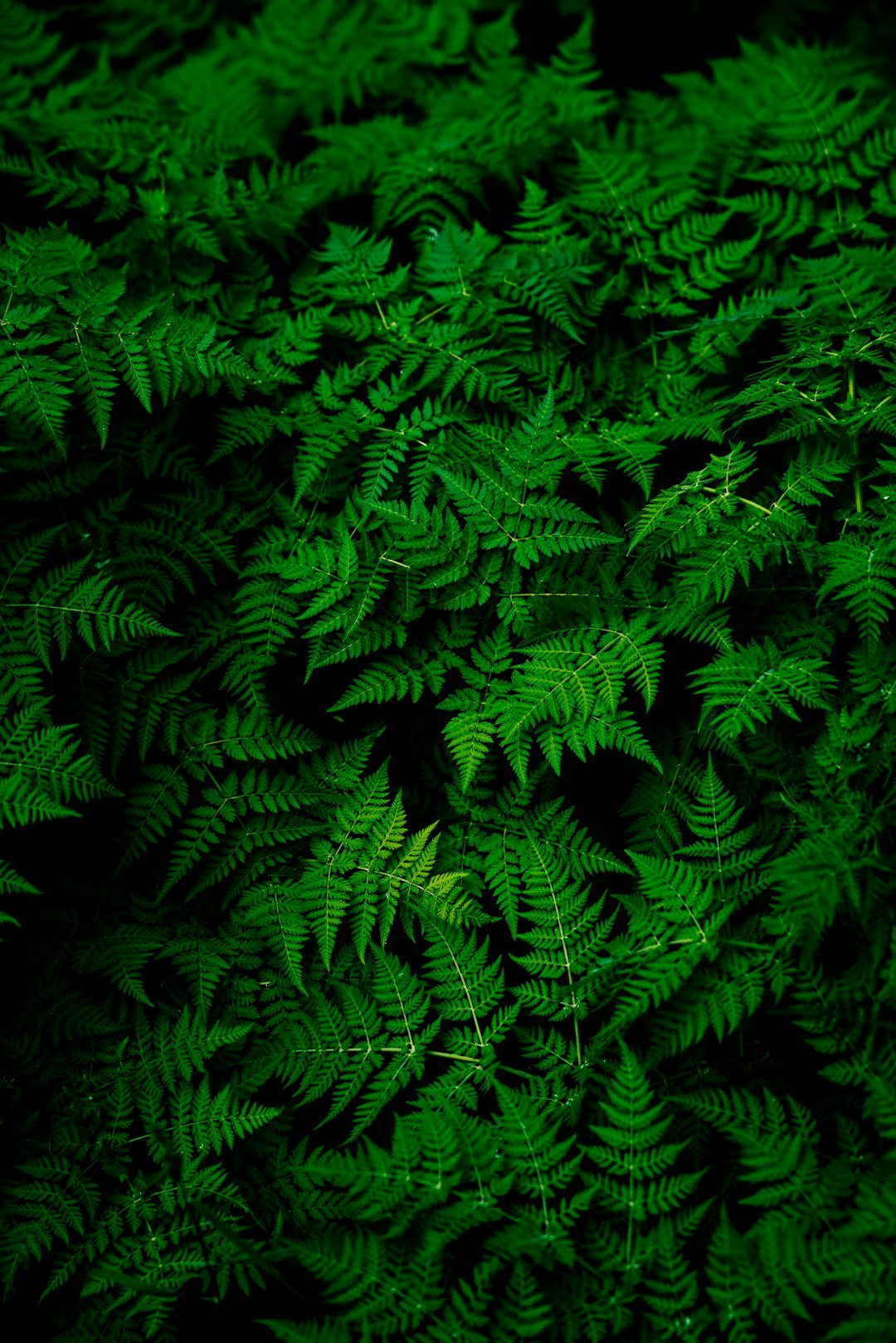 Infinite Ferns