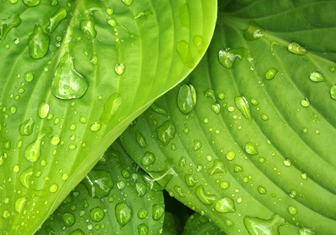 Vibrant green leaves with water droplets showcasing freshness and natural beauty.